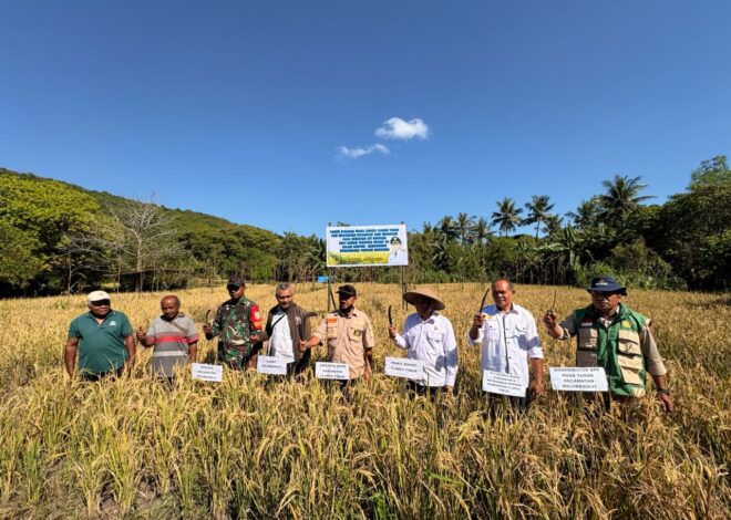Flores East Deputy Regent Successfully Harvests Regular LTT Rice, Demonstrating Commitment to Increase Food Production