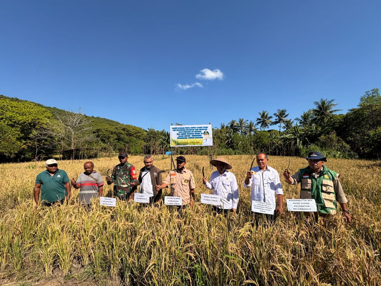 Flores East Deputy Regent Successfully Harvests Regular LTT Rice, Demonstrating Commitment to Increase Food Production